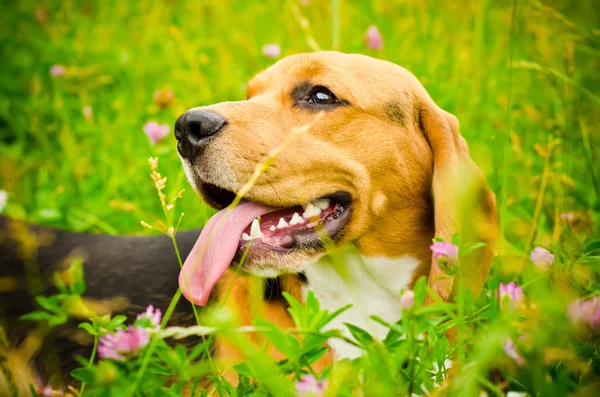 Beagle hund — Stockfoto