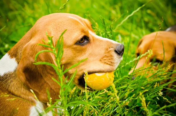 Two beagle — Stock Photo, Image