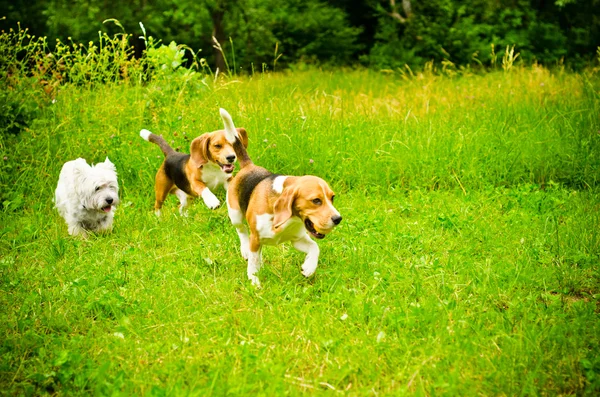 Três cães — Fotografia de Stock