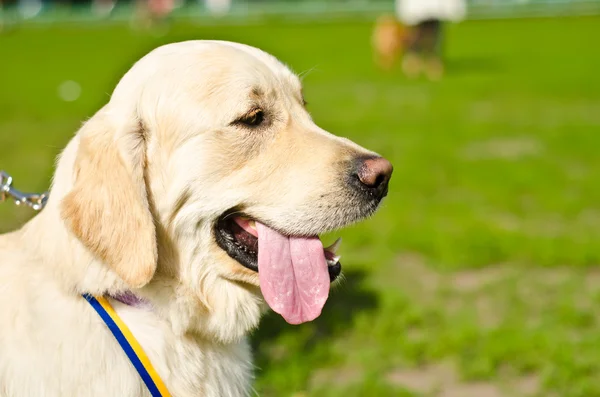 Labrador — Stockfoto