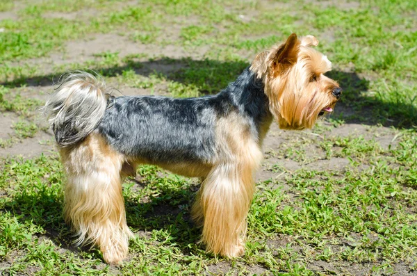 Terrier. — Foto de Stock