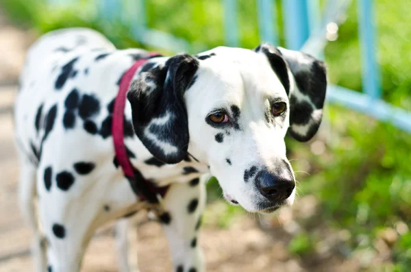 Dalmatiska — Stockfoto