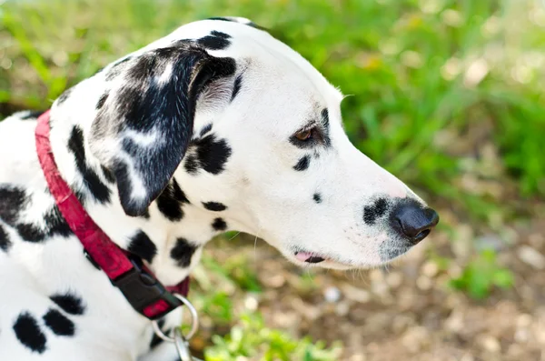 Dalmatiska — Stockfoto