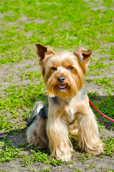 Terrier. —  Fotos de Stock