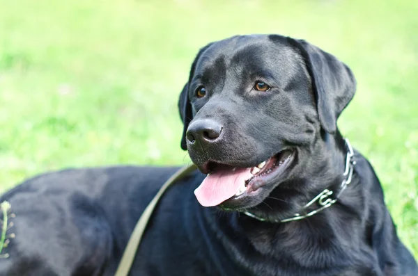 Labrador — Stockfoto