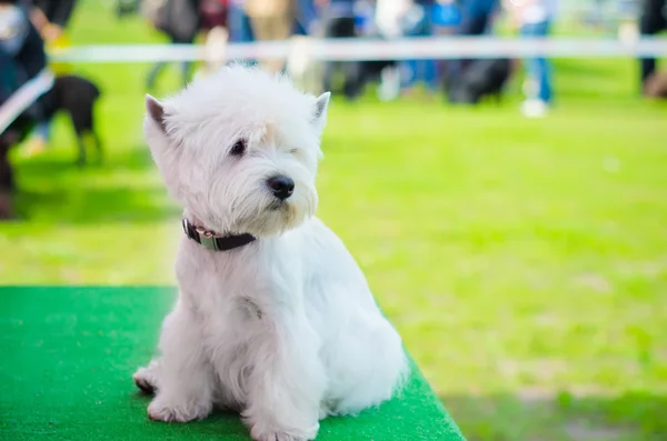 West highland terrier — Stockfoto