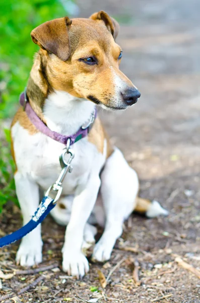 Terrier — Stockfoto