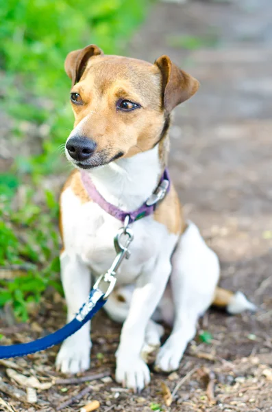 Terrier. —  Fotos de Stock