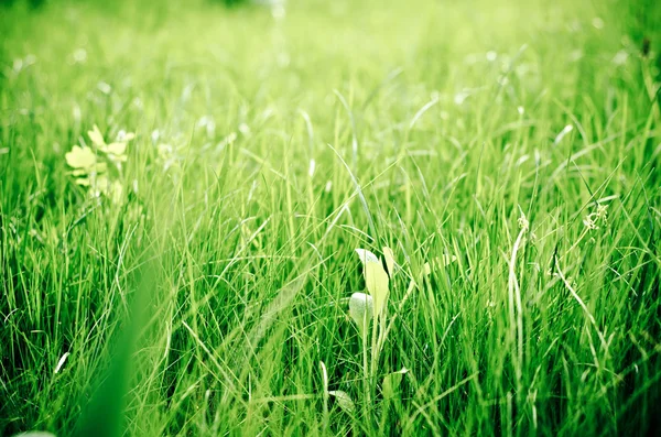 Hierba verde —  Fotos de Stock