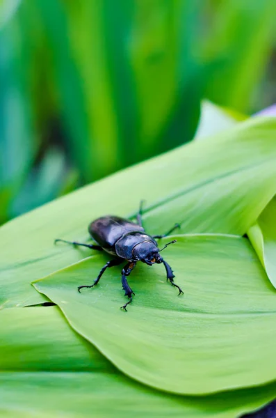 Scarabeo nero — Foto Stock