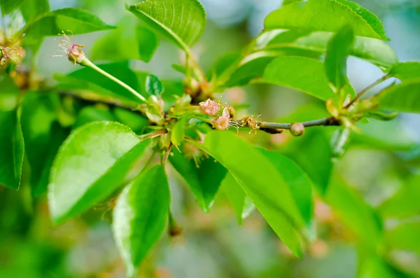 Flowering Buds Tree — Stock Photo, Image