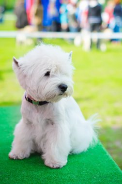 Batı highland terrier