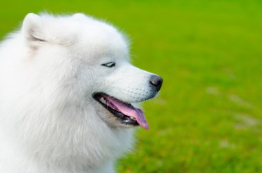 samoyed dog