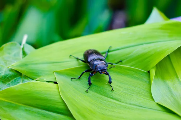 Black beetle — Stock Photo, Image