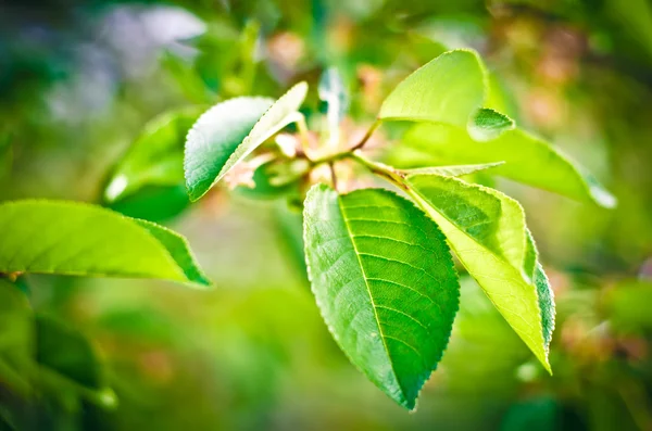 Buds na árvore — Fotografia de Stock