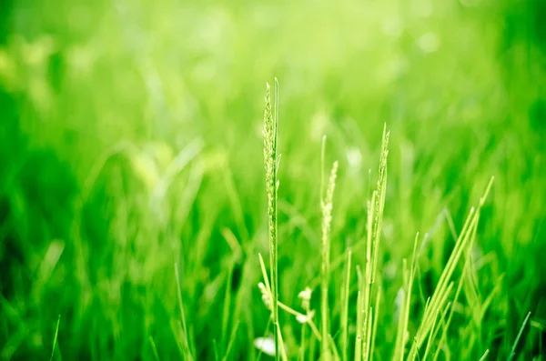 Groen gras — Stockfoto