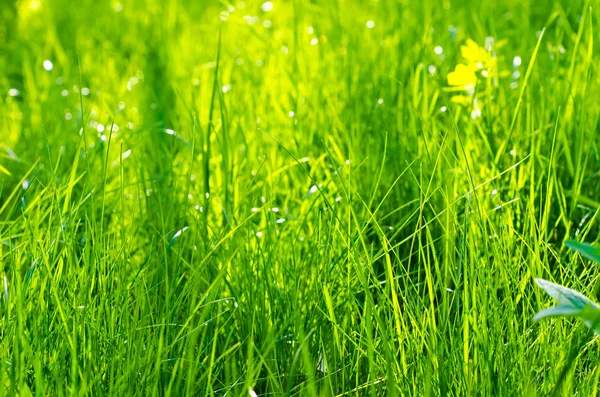 Grama verde — Fotografia de Stock