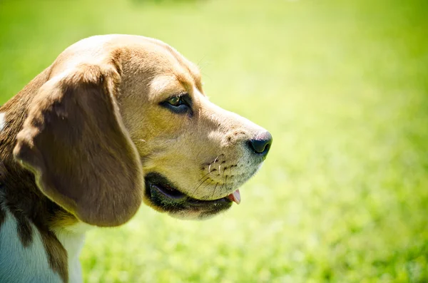 ビーグル犬 — ストック写真