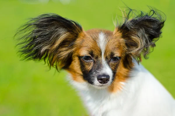 Papillon — Stockfoto