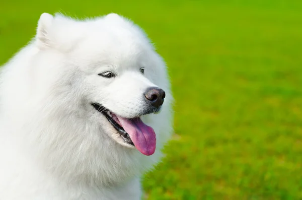 Cão de Samoyed — Fotografia de Stock