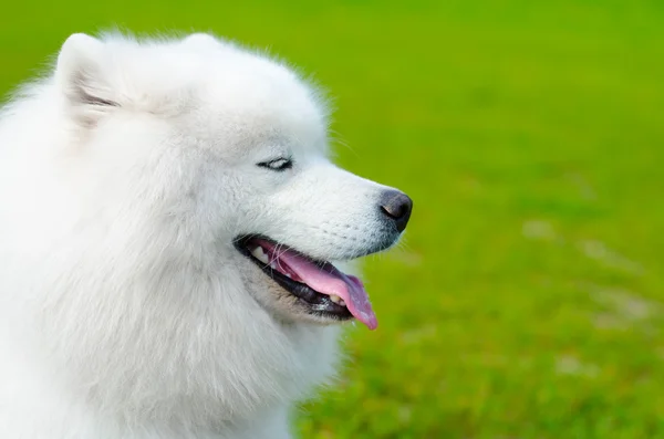 Samojed hund — Stockfoto