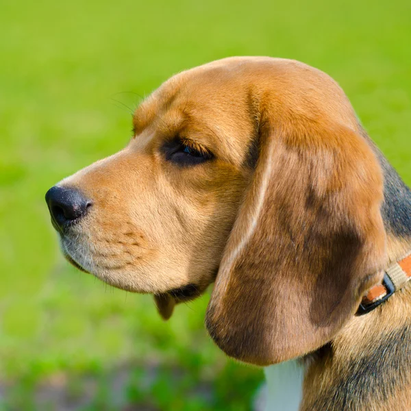 Beagle hond — Stockfoto