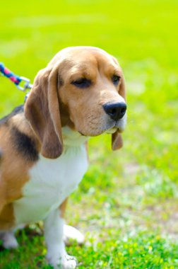 Beagle köpek