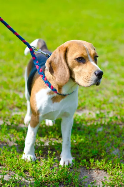 Beagle hond — Stockfoto