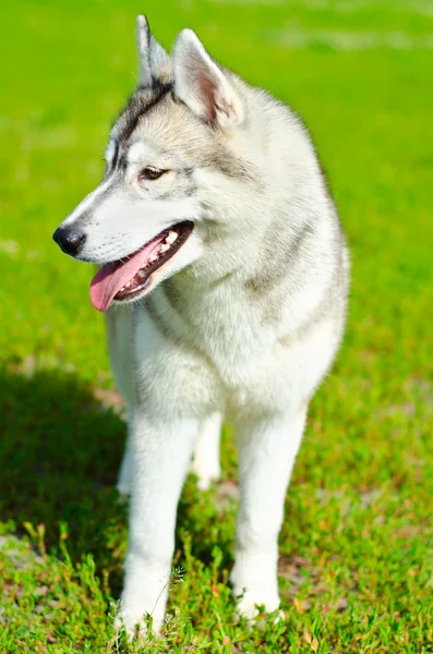 Cão Husky — Fotografia de Stock