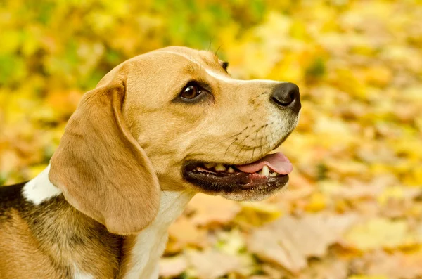 Beagle hond — Stockfoto