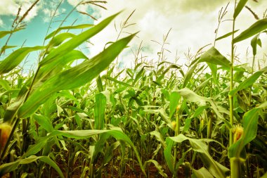 Mısır alan arka plan ola