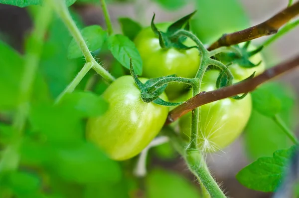 Tomaat groei — Stockfoto