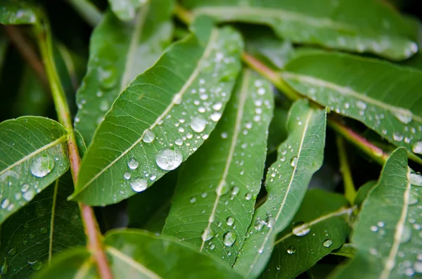 Зеленые Листья Каплями Воды — стоковое фото