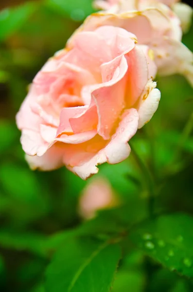 Rose — Stock Photo, Image