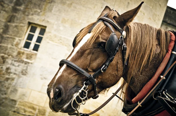 馬の銃口 — ストック写真