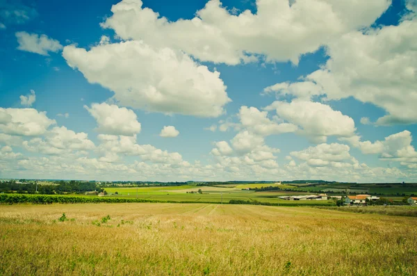 Campo amarillo — Foto de Stock