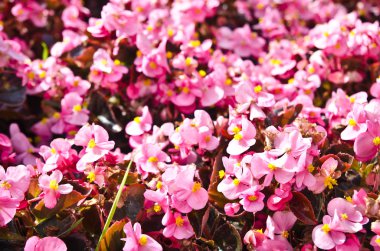 Bahçedeki çiçekler