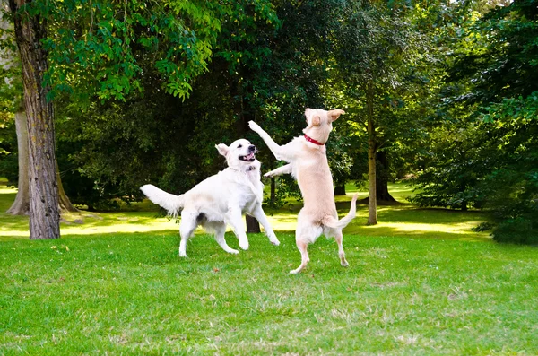 Zwei Hunde — Stockfoto