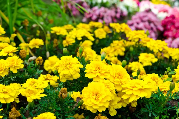 Blommor i trädgården — Stockfoto