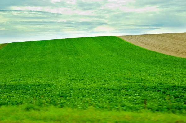 Zelená pole — Stock fotografie