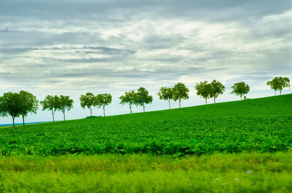 Um campo verde — Fotografia de Stock