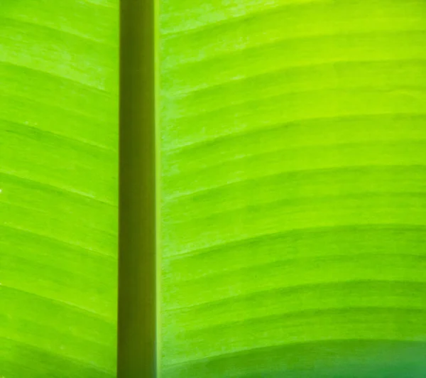 Bananenblatt Hintergrund — Stockfoto