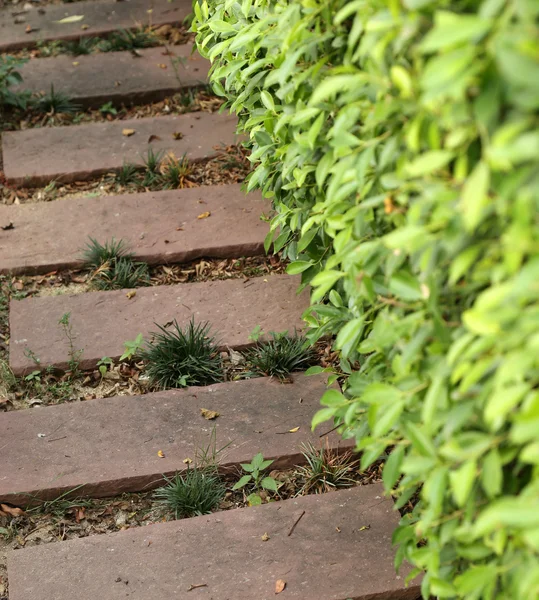 Caminho de pedra no jardim — Fotografia de Stock