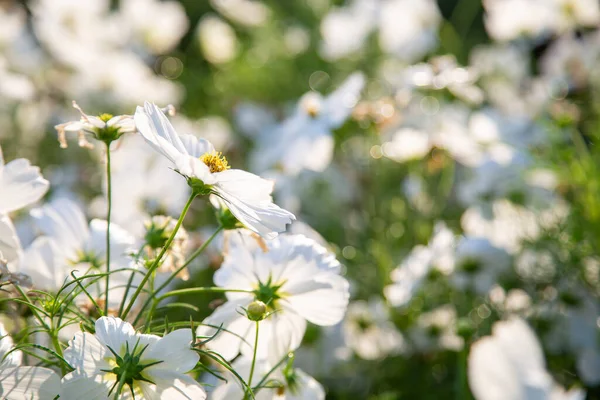 Fleurs Blanches Cosmos Fleurissant Dans Jardin — Photo