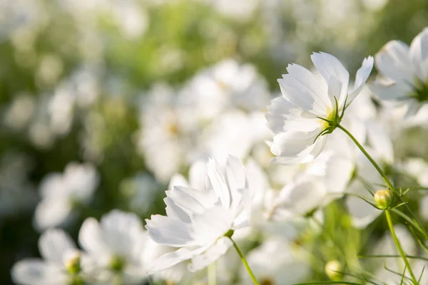 Белые Цветы Космоса Цветущие Саду — стоковое фото