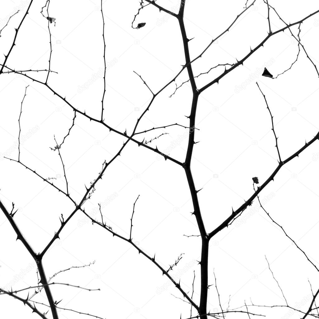 Abstract tree branches isolated