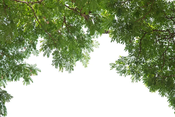 Under the tree with branch — Stock Photo, Image