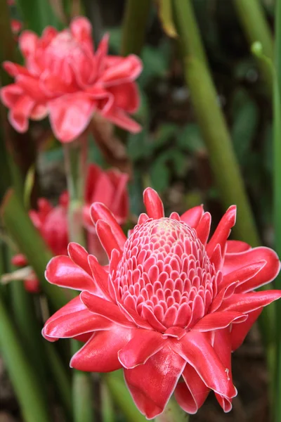 Flor vermelho gengibre tocha — Fotografia de Stock
