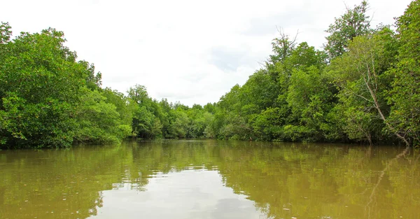 Mangrove forest — Stock Photo, Image