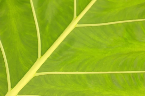 Tło zielony liść — Zdjęcie stockowe